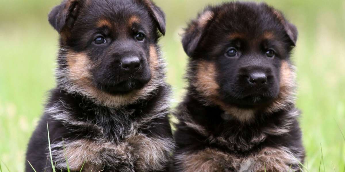 Purebred German Shepherd Puppies | Top Breeders in Florida