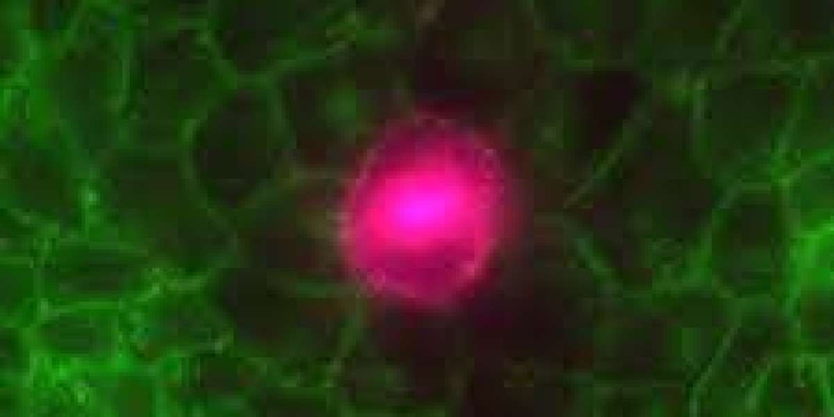 Biophotonics Market Strategies to Navigate Regulations and Speed Time-to-Market