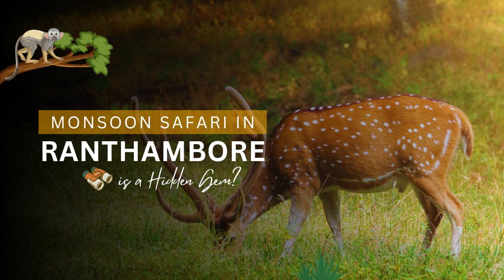 Monsoon Safari in Ranthambore – A Hidden Wildlife Gem | Eye Of The Tiger