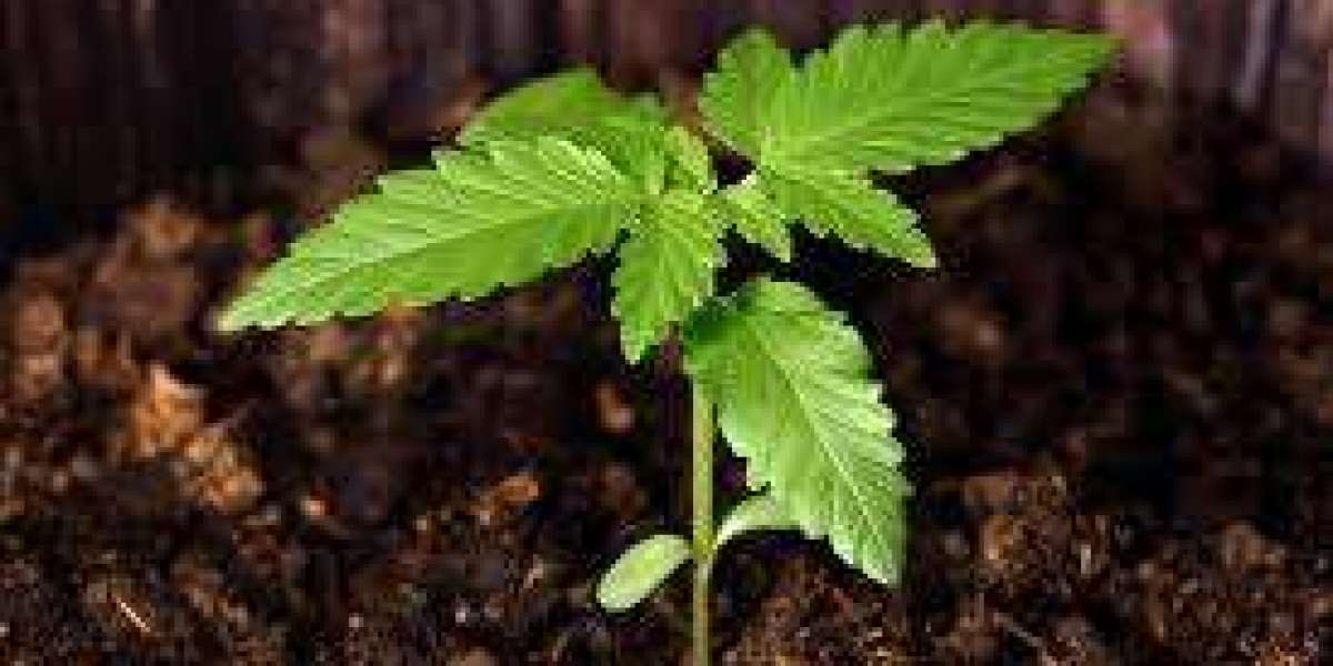Hashish Stecklinge: Place Cloning, International Perspectives, and also Upcoming View