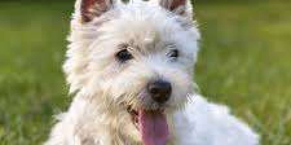 Animal Parasiticides Market Sustainable and Eco-Friendly Veterinary Drug Developments