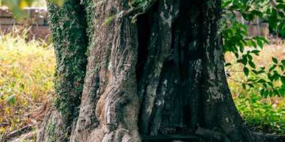 Why Root Intrusion Can Damage Your Sewer System—and How PDX Sewer Solutions Helps