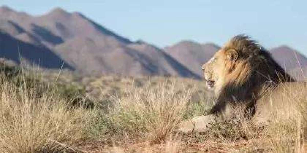 Discover the Magic of Luxury Safaris in Africa for an Unforgettable Adventure