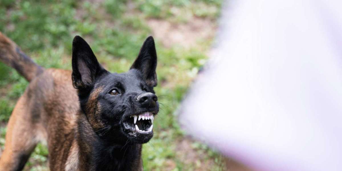 Dog Bite Lawyer in Greensboro, NC: Protecting Your Rights