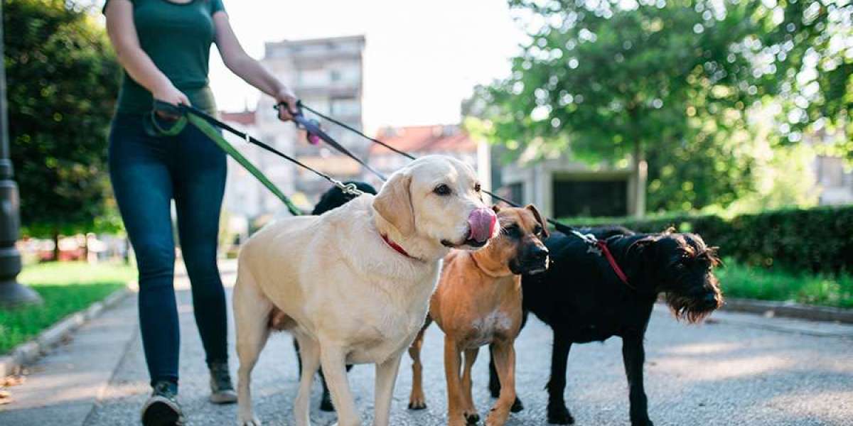 dog boarding services in hyderabad