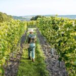 Unforgettable Wine Tasting with Limo Service in Washington, DC - Tumblrblog