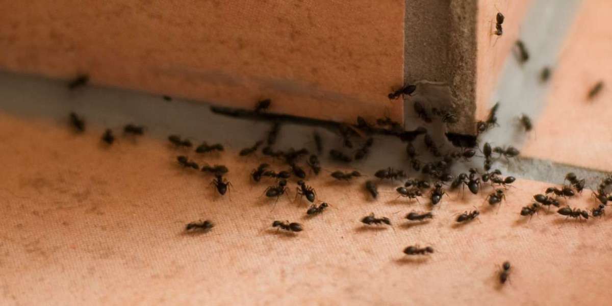 Mastering the Art of Insects and Ants Control: A Complete Guide for Homes and Businesses