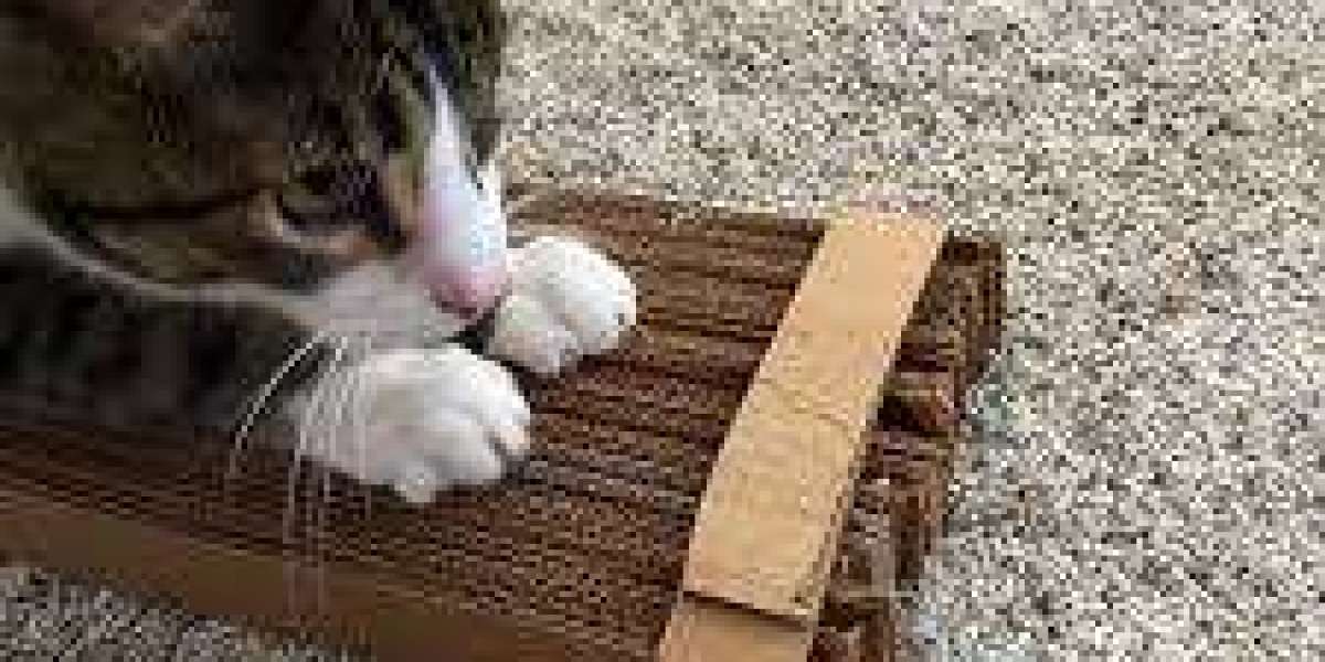Creative Ideas for a Fun and Practical Cat Play Area