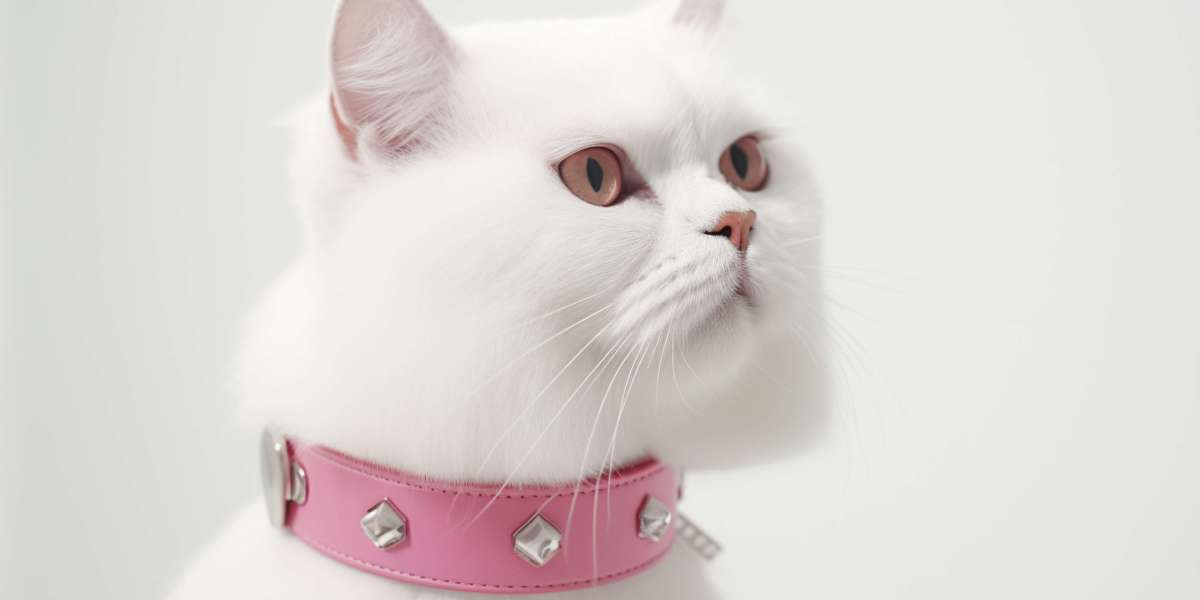 My Journey from Cat Owner to Feline Enrichment Enthusiast