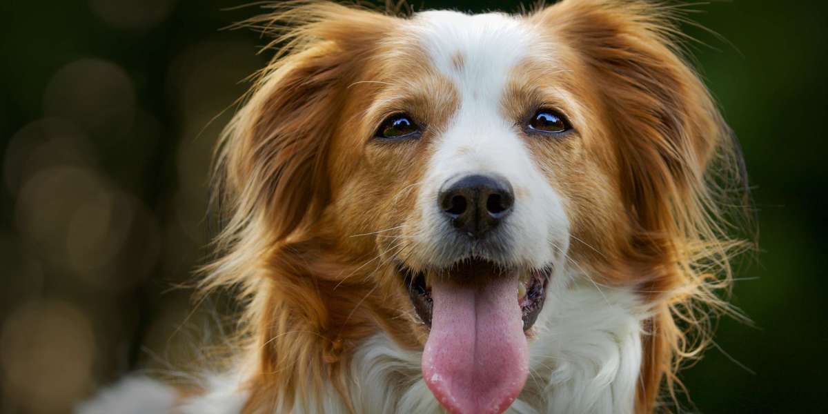 Why a Valid ESA Letter for Dog Is Essential for Landlords to Accept