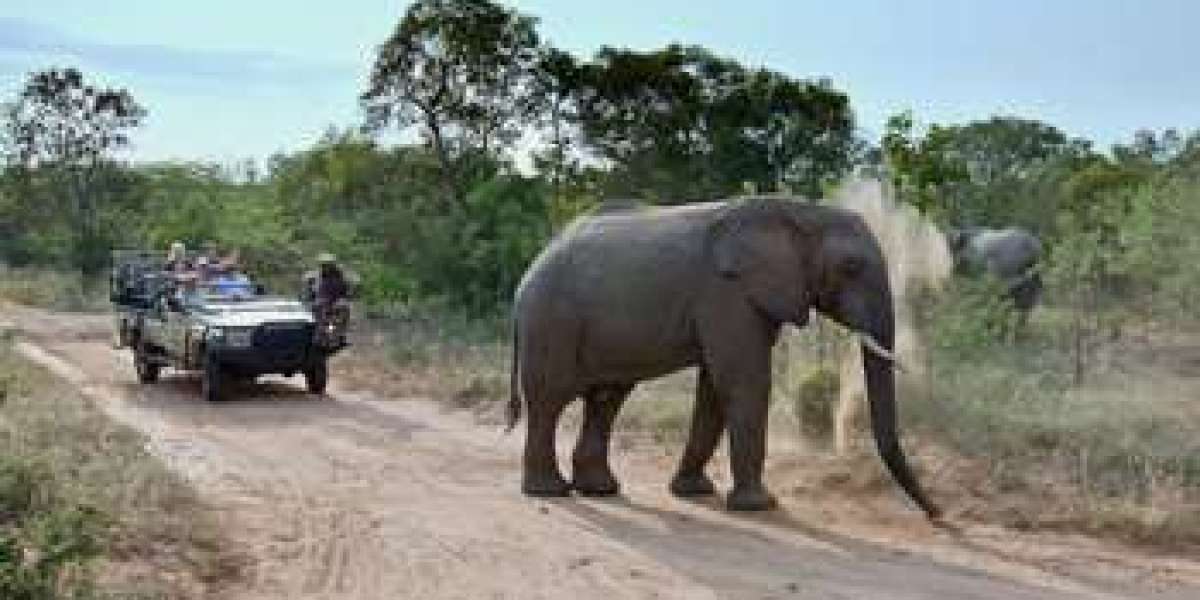 Discover the Magic of Safari Trips in Africa