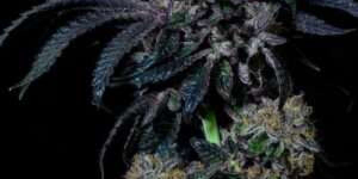 Grow with Confidence Using the Best Cannabis Seeds from The Clone Conservatory
