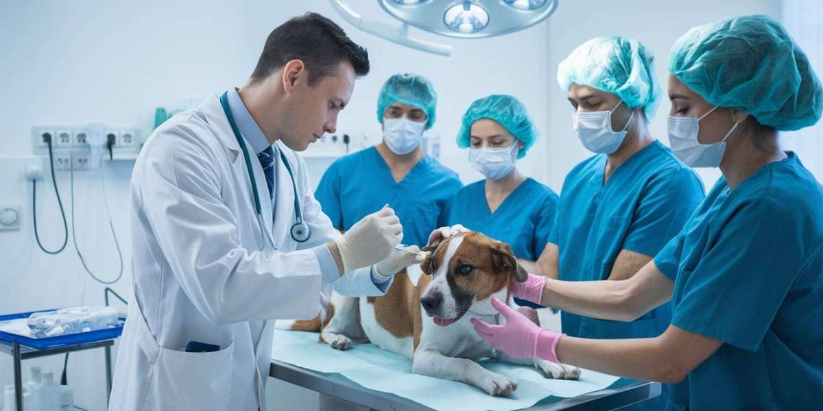 Male Dog Neutering Explained: Procedure, Age, Health Benefits, Behaviour, Recovery, Risks, Costs, and Aftercare