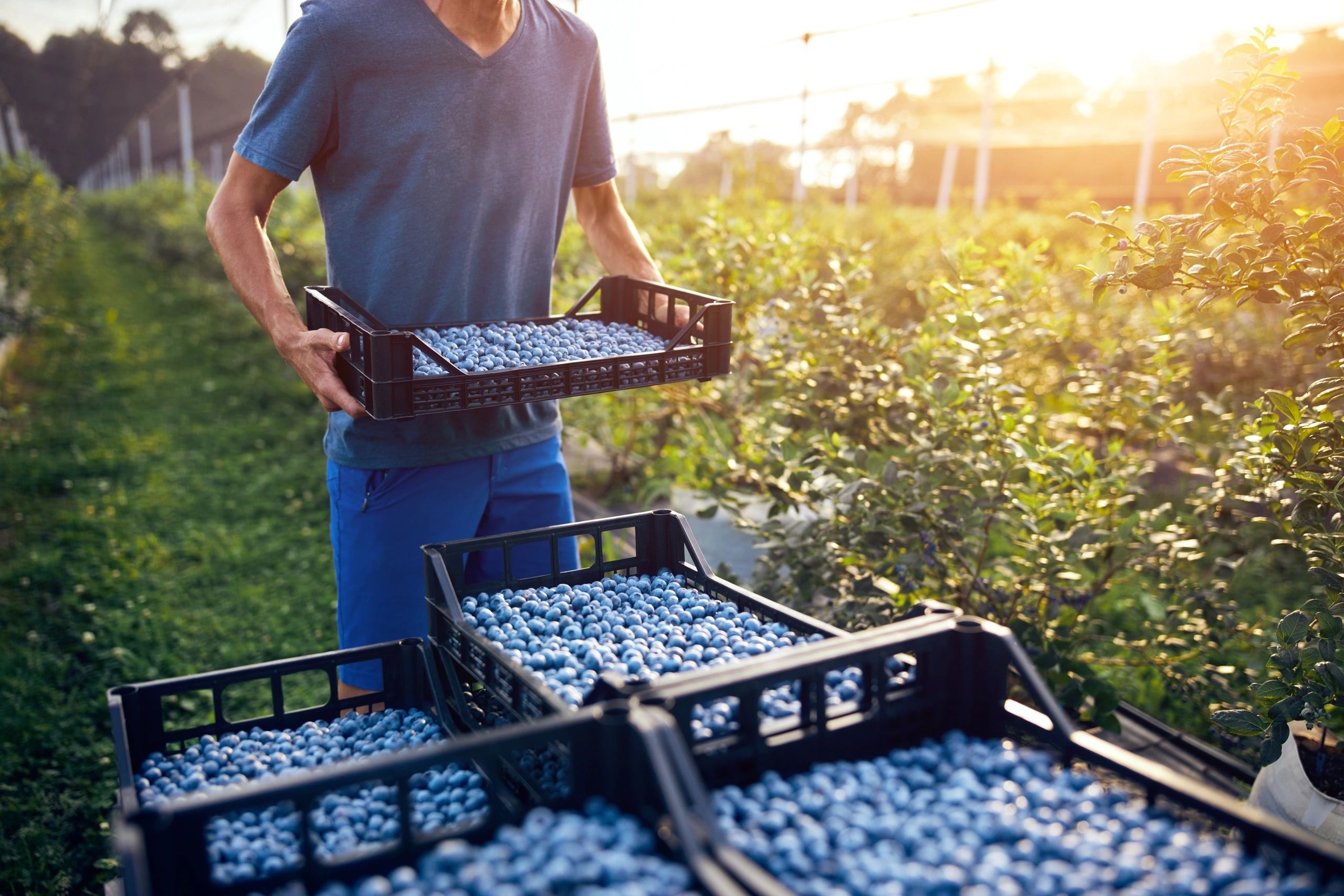 Farm Labor - Arlene Resource Management