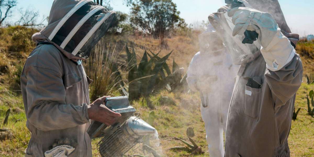 Safe Beehive Removal Solutions for Every Property – Expert Care at Honest Prices