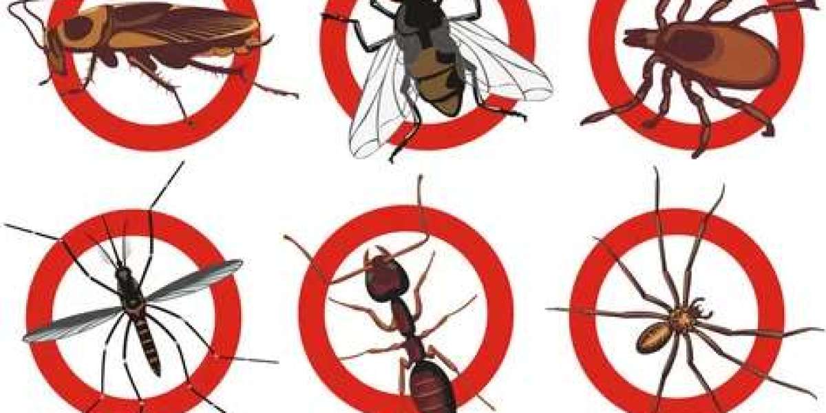 How to Keep Your Kitchen Free from Pests in Lompoc