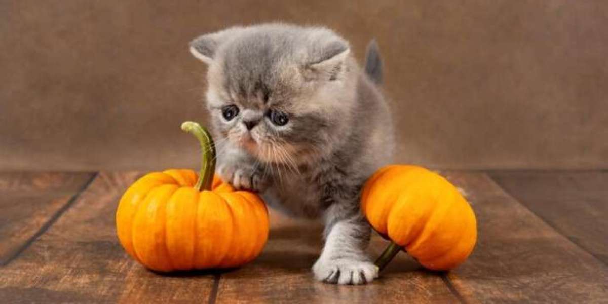 The Power of Pumpkin in Pet Meal Planning