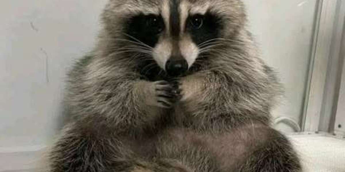 Protecting Your Home with the Top Raccoon Removal in Richmond Hill