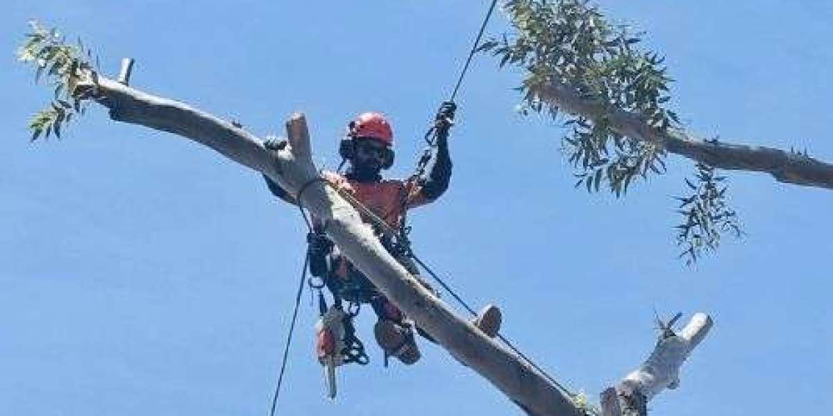 Tree Lopping Services Melbourne | Safe & Expert Tree Care
