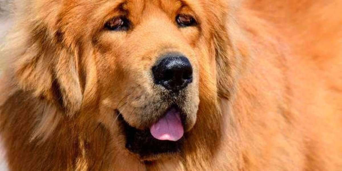 Understanding the Power and Heritage of Ancient Guardians