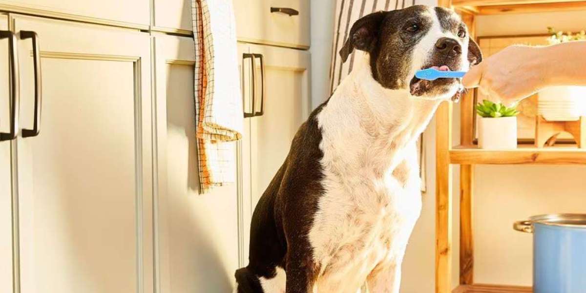 How to Support Your Dog’s Dental Care Without Overspending