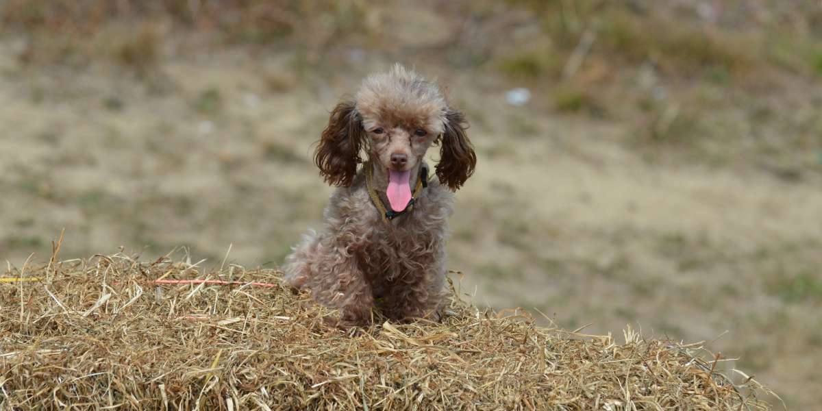 Marketing Family Fun: Finding Your Perfect Poodle Mix Puppy Pal