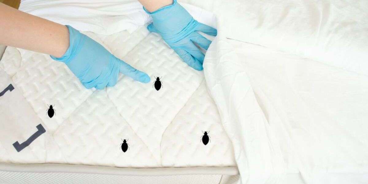 Eradicate the Unwanted Guests: The Ultimate Guide to Choosing the Best Bed Bug Control Company in Halton Hills