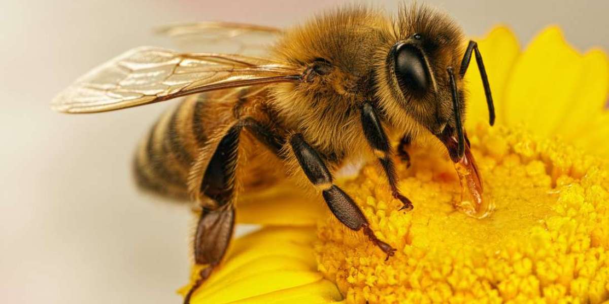 Protecting Your Home with Professional Bee Control in Bethpage