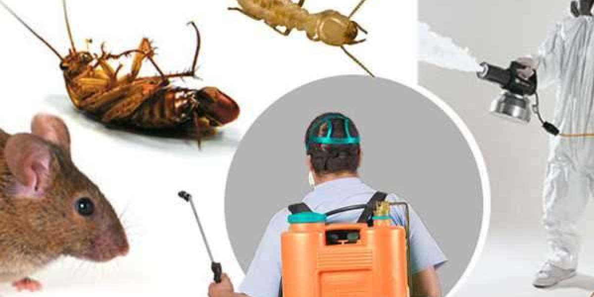 Effective Pest Control Kitchener: Protecting Homes and Businesses with Lasting Solutions