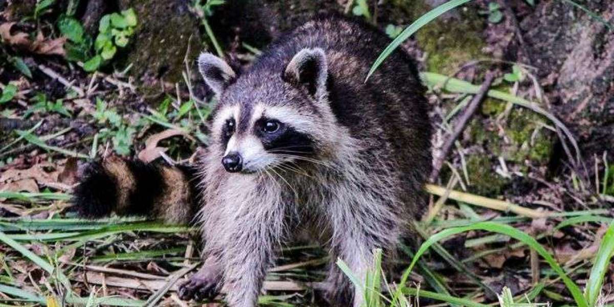 Keeping Homes Safe from Raccoon Trouble: