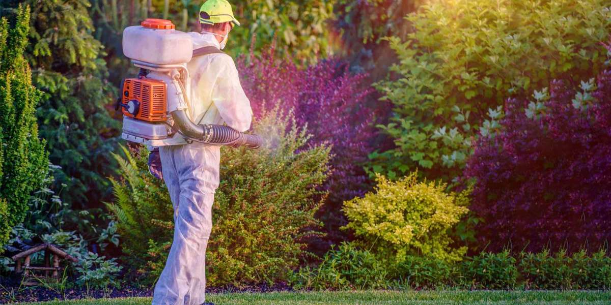 Professional Termite Control in Lahore: Safeguard Your Home from Silent Destroyers