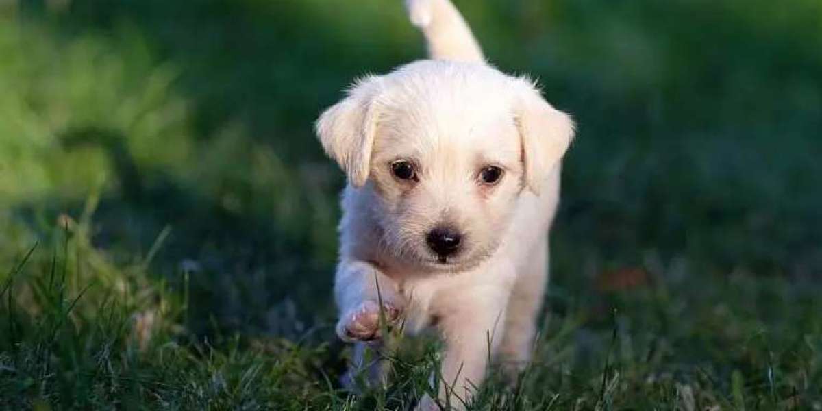 Master of Puppies | Expert Private Puppy Training Across Australia