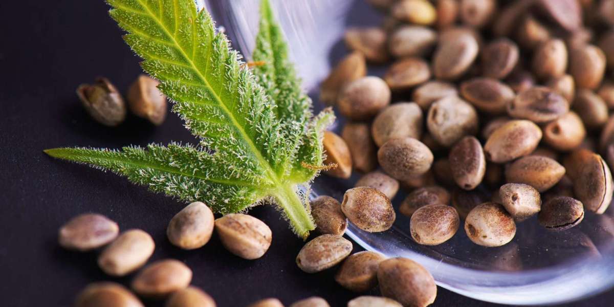 Cannabis seeds market winning strategies focus on innovation and regulatory compliance