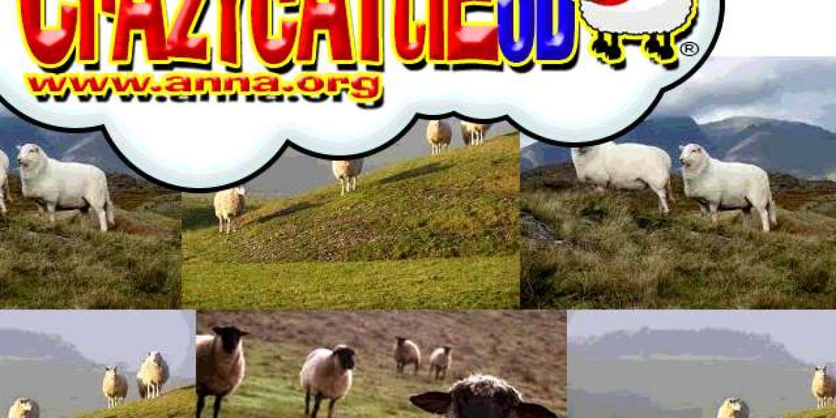 My Wild Adventure With Crazy Cattle 3D