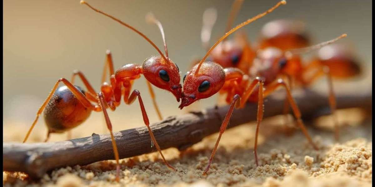 Conquering the Colony: Expert Ant Control in Thornhill for a Pest-Free Home