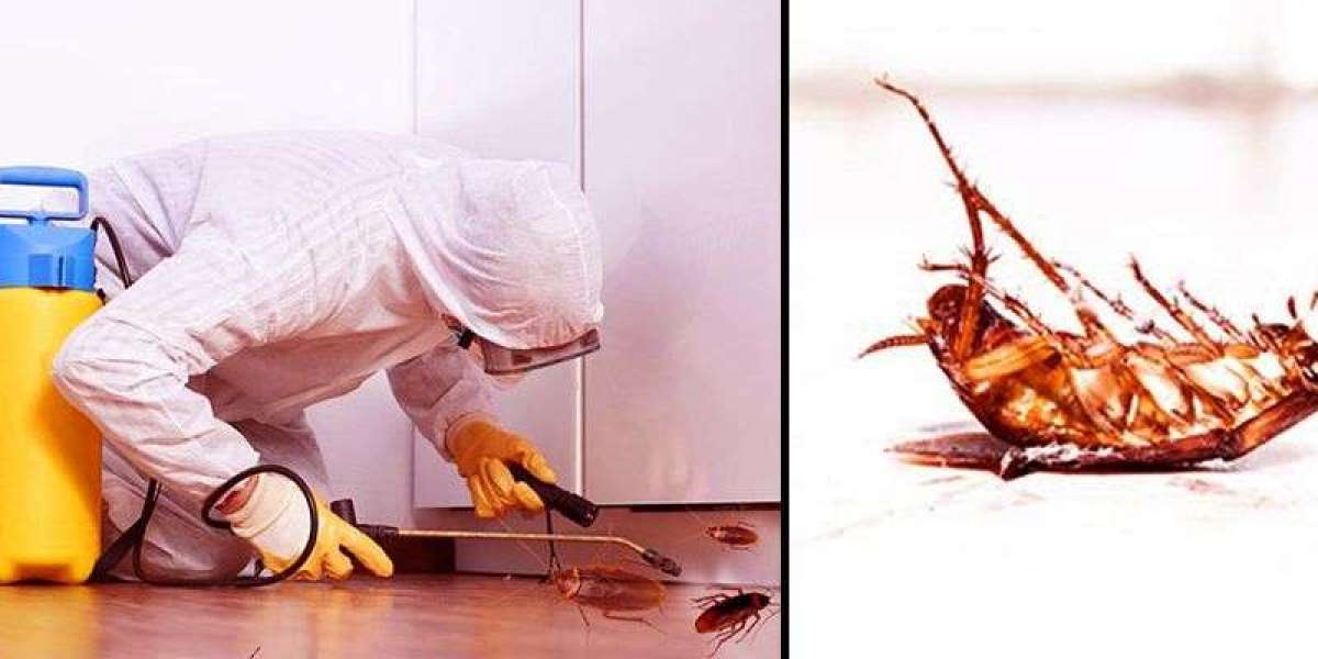 Lasting Relief from Cockroaches: Trusted Solutions for Hanover Homeowners