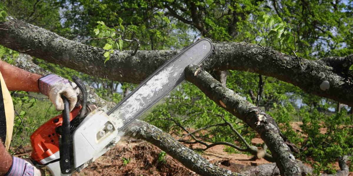 Top Rated Tree Service Barrie for Tree Removal Pruning and Stump Grinding