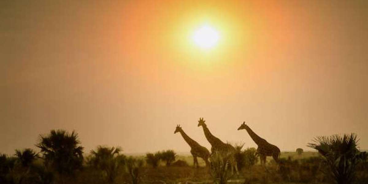 10 Uganda Travel Tips Every Tourist Must Know Before 2026