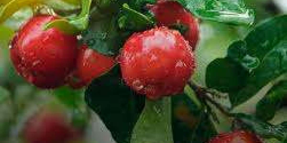 Acerola Extract Market detailed assessment revealing factors influencing manufacturer competitiveness in high-growth reg