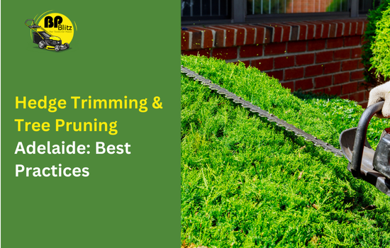 Hedge Trimming & Tree Pruning Adelaide: Best Practices