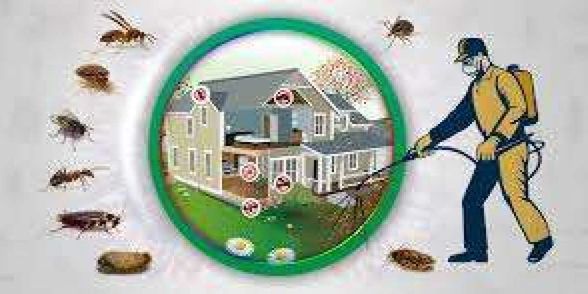Rapid and Reliable Emergency Termite Control Solutions in Lahore
