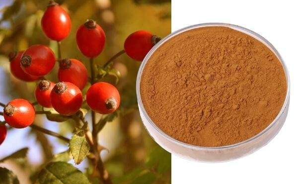 Rose hip extract