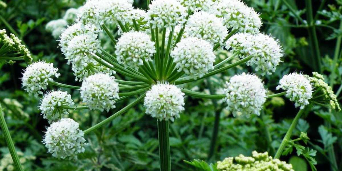 Angelica Root Oil Manufacturer and Supplier Guide for Premium Quality Sourcing