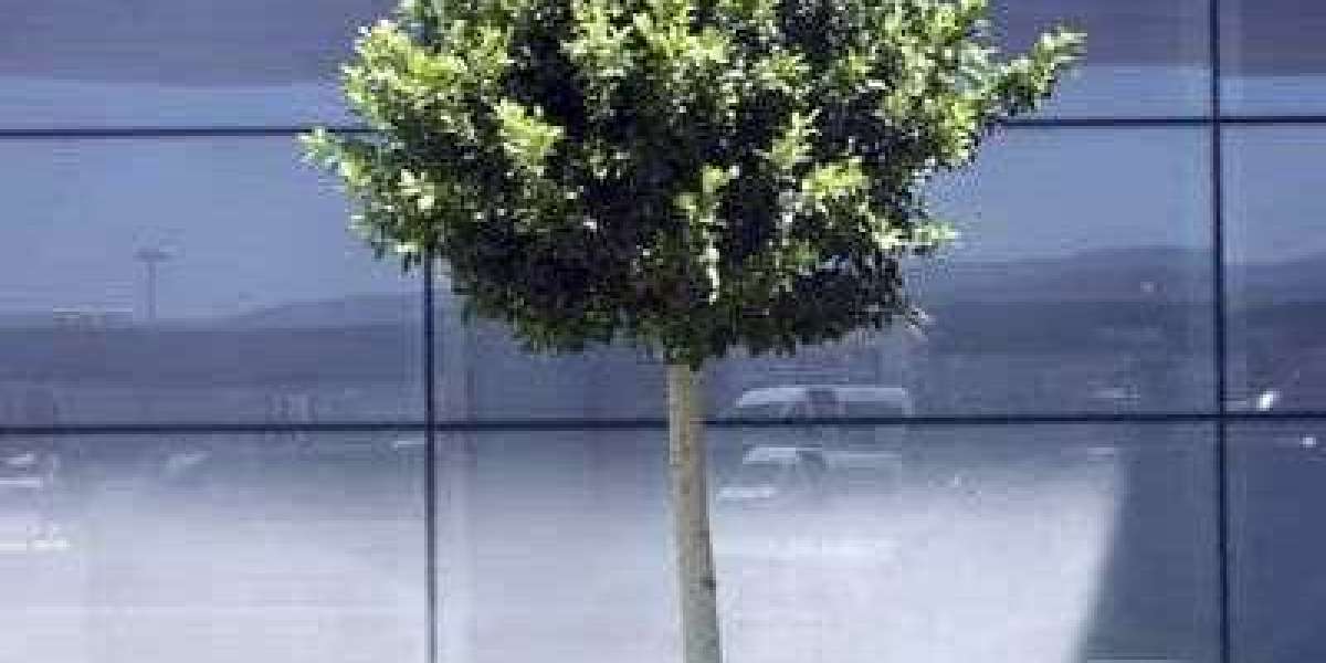 Expert Tree Removal in Barrie | Safe & Insured Professionals