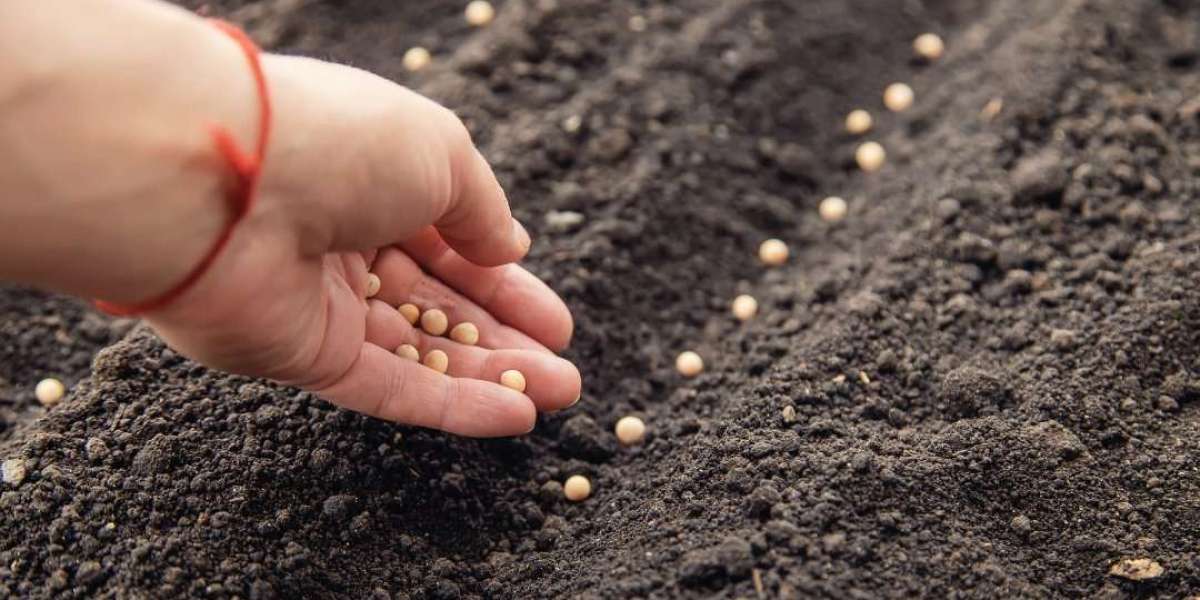 India Seed Treatment Market Report 2025 | Growth, Trends & Demand by 2033