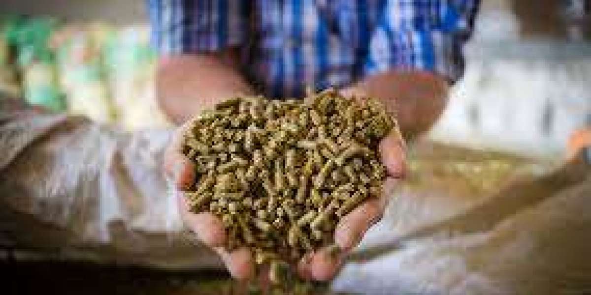 Feed Enzymes Market Trends Shaping Efficiency, Sustainability, and Modern Animal Nutrition
