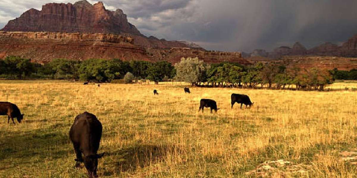 Why Oxnard Farmers Need an Agricultural Taxation Expert Now More Than Ever