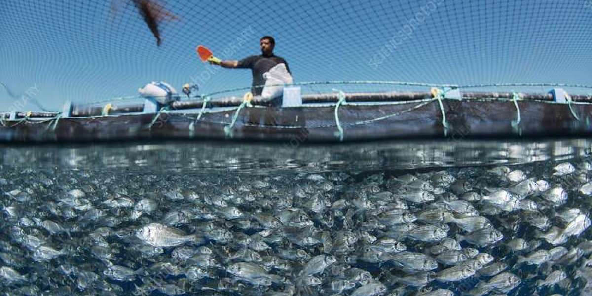 Aquaculture Feed Market And Global Trade: How Feed Moves Across Borders