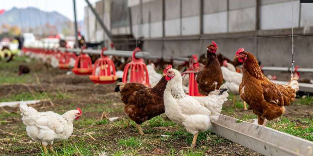 India Poultry Market Growth, Size & Trends 2026-2035