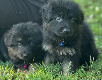 Do Long Coat GSD Puppies Brisbane Require More Grooming? - JustPaste.it